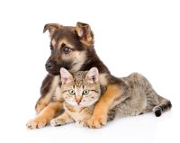 Slider_HundKatze